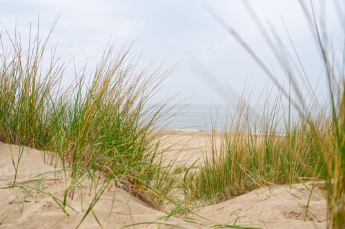Preview: Beach view from the path sand between the dunes at Dutch coastline. Marram grass, Netherlands.