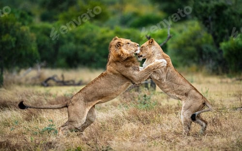 Preview: Two lions, Panthera leo, fight each other