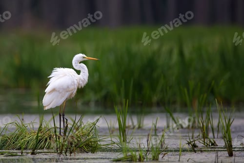 Preview: Great Egret in the wild