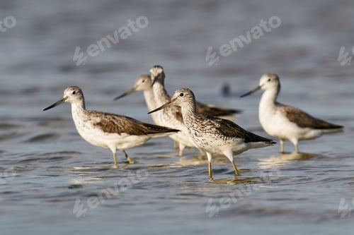 Preview: Common greenshank (Tringa nebularia)