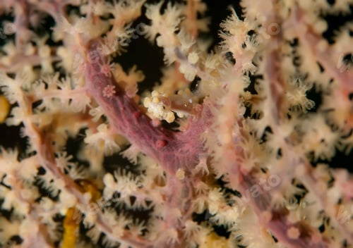 Preview: Underwater macro photography of marine animals