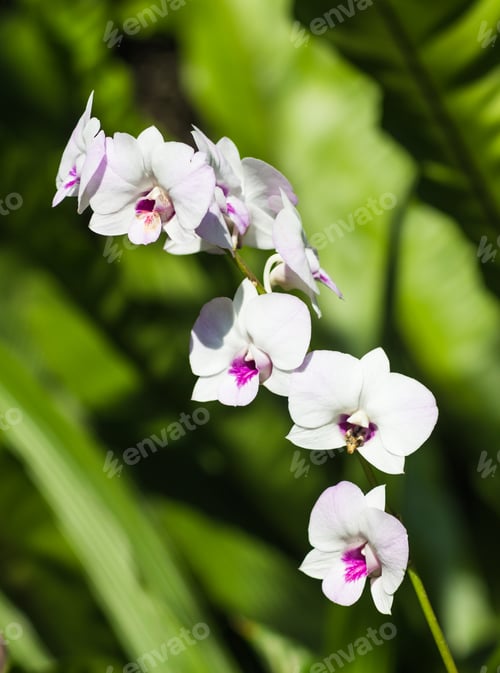 Preview: white orchid flowers with green background