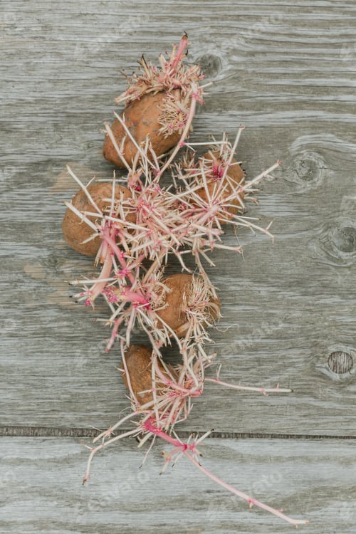 Preview: Germinating bio potatoes on rustic wooden background.
