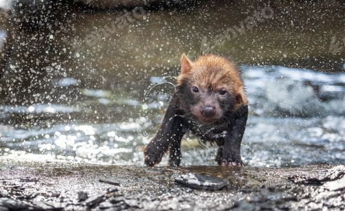 Preview: Bush dog (Speothos venaticus) in nature.