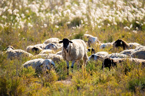 Preview: the sheep are in a grassy field with tall grass in the foreground