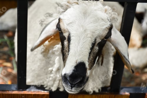 Preview: Close dramatic photo of goat in a farm. Portrait of goat with abstract and neutral color.