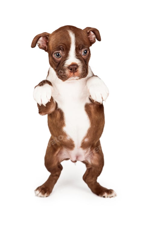 Preview: Adorable Puppy Standing on Hind Legs on White
