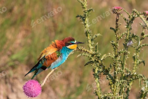 Preview: bee-eater