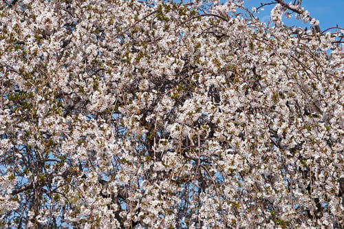 Preview: Weeping Yoshino Cherry (Prunus X Yedoensis Shidare Yoshino). Called Shidare-Yoshino Yoshino Cherry