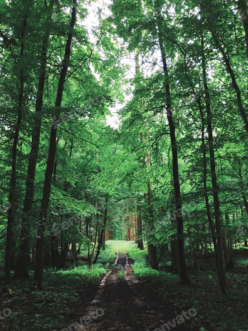 Preview: Forest