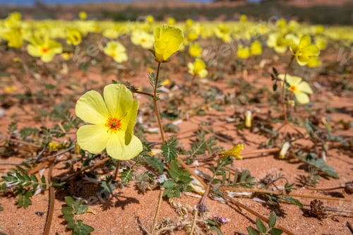 Preview: View of beautiful Devil's Thorn flowers growing in a field on a sunny day