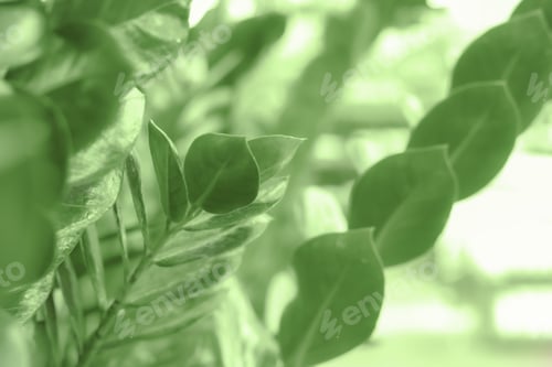 Preview: Green tinted background. Fuzzy cose-up of Houseplant Zamioculcas leaves in a flower shop.