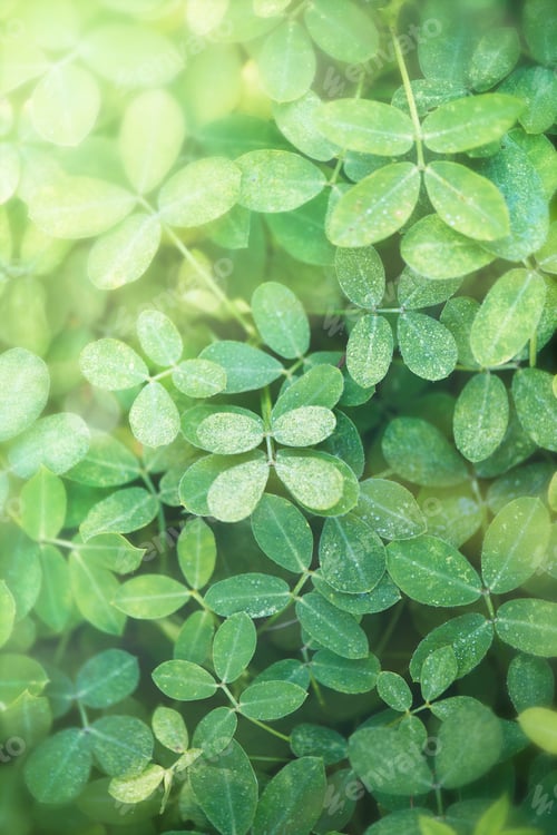Preview: Leaf textured background