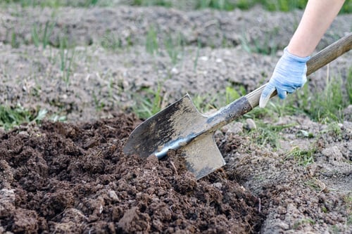 Preview: Close up woman digs soil with metal shovel. Digging ground for plant seeding.