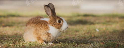 Preview: cute animal pet rabbit or bunny white or brown color for easter in natural easter celebration
