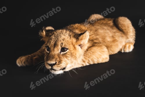 Preview: adorable lion cub lying isolated on black