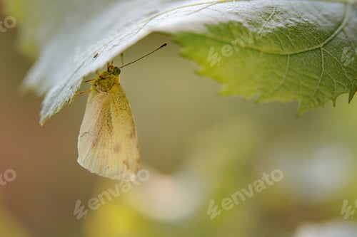 Preview: Close up macro shot of insects in garde, spring animals.