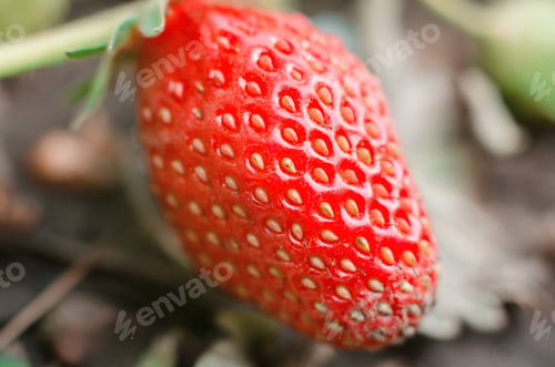 Preview: Ripe juicy strawberries close-up on a bush. Strawberry variety San Andreas