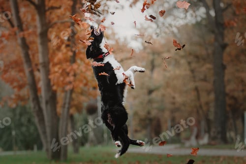 Preview: Playful Border Collie Puppy Exploring the Great Outdoors with Enthusiasm and Curiosity