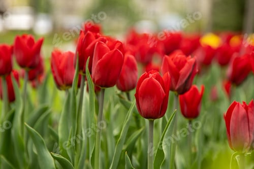Preview: Red tulips. Floral background. Spring flower tulip. Flowers in the garden.