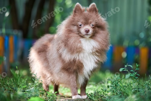Preview: Pomeranian Spitz dog in garden