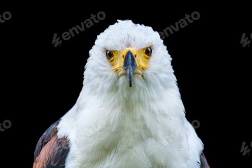 Preview: African Fish Eagle on Black Background
