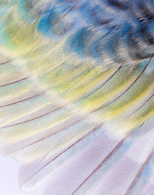 Preview: Macro of blue rainbow feathers of a budgerigar bird