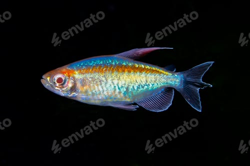 Preview: Portrait of aquarium fish - Congo tetra (Phenacogrammus interruptus) on black background