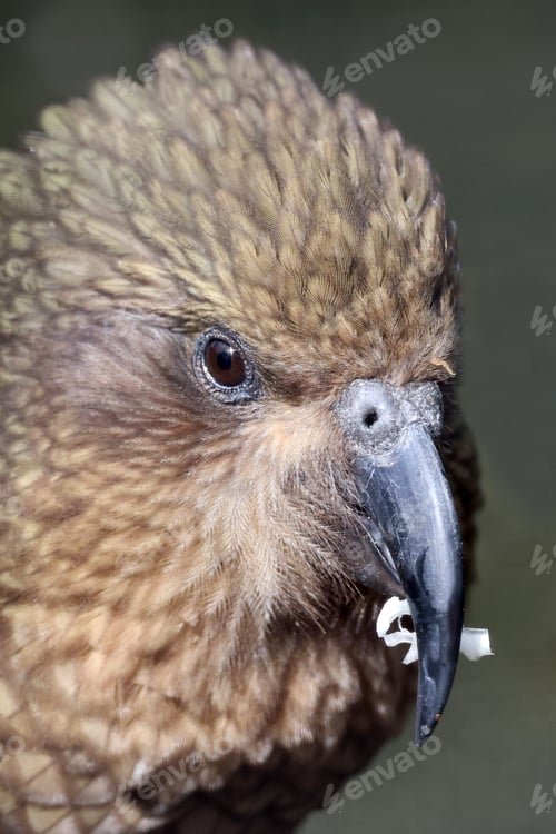Preview: The kea (Nestor notabilis) closeup portrait