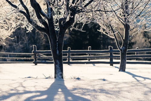 Preview: Hoarfrost on the trees in the garden