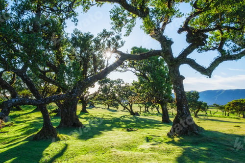 Preview: Fanal forest trees on Madeira island, Portugal