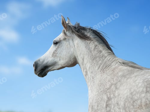 Preview: arabian, horse, mare, stallion, riding