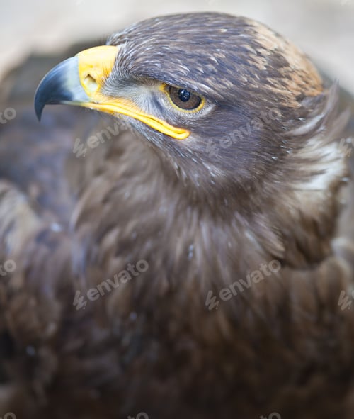 Preview: Steppe eagle - close-up portrait of this majestic bird of prey
