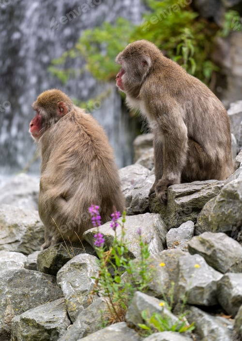 Preview: Vertical shop of Japanese macaques at Pairi Daiza Zoo in Brugelette, Belgium