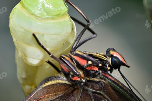 Preview: Close up of tropical Morpho butterfly coming out of chrysalis