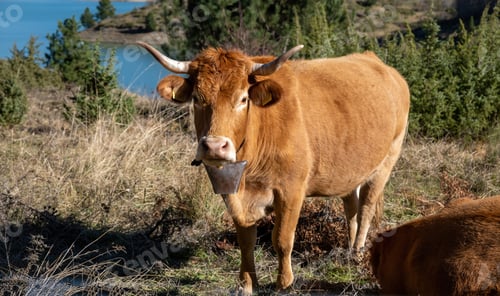 Preview: Cow looking at camera, close up view. Brown color horned cattle with a bell
