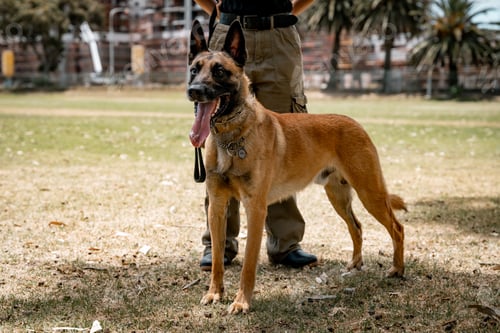 Preview: Belgian Malinois in a Park