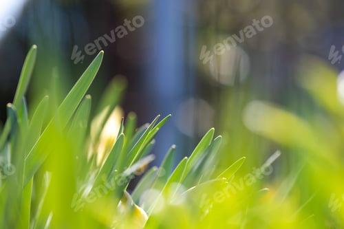 Preview: Closeup of green grass stems on summer lawn