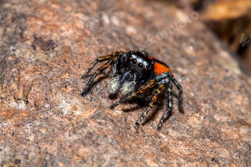 Preview: Bold Jumping Spider on a Textured Rock