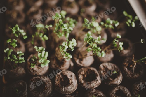 Preview: Spring planting