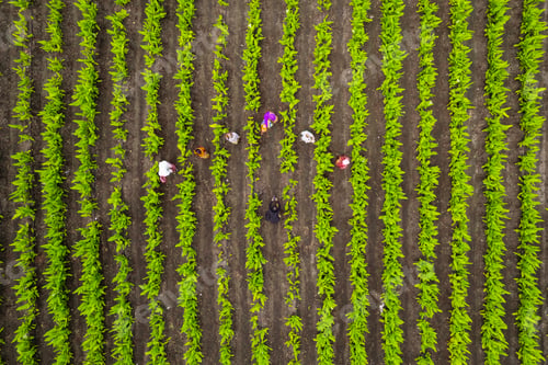 Preview: Aerial view of farmer working in the green agriculture field.