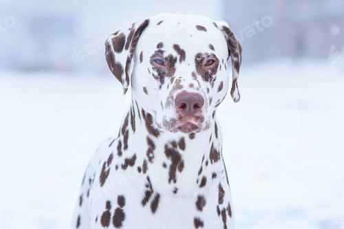 Preview: Dalmatian dog in winter on the snow in a frozen place