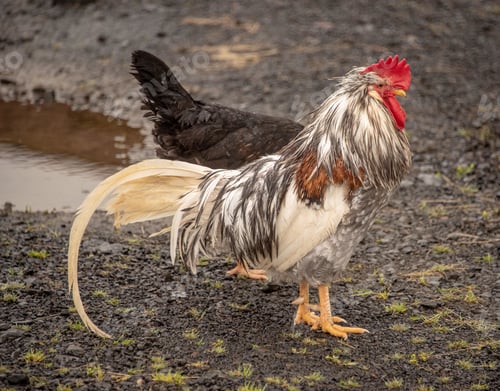 Preview: Closeup of a wet rooster on the ground at daylight with a blurry background