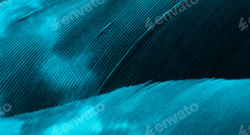 Preview: blue hawk feathers with visible detail. background or texture