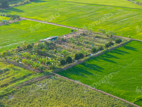 Preview: Aerial view of vibrant green rice fields