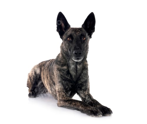 Preview: Dutch Shepherd in studio