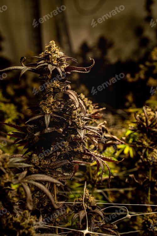 Preview: Vertical of a Cannabis sativa plant on a blurred background, close up - concept of medicine