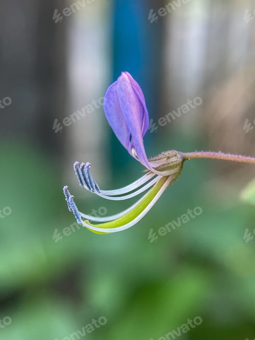 Preview: Cleome rutidosperma, Beautiful wild flower known as. It is a very common weed of lawns.