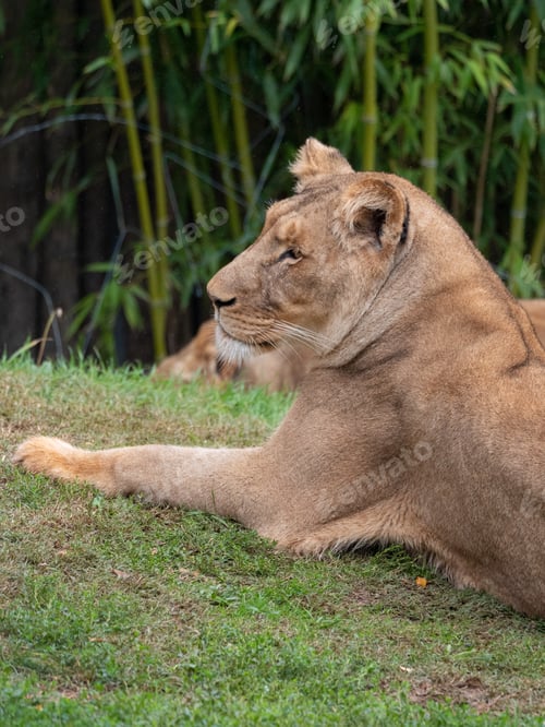 Preview: Lioness at the Beauval Zoo in France