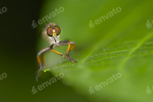 Preview: Close up of a flying insect sitting on a green leaf.